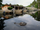 American Alligator Near Docked Outboard Motorboats