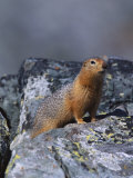 An Arctic Ground Squirrel