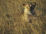A Female Lion Sits in the Waving Grass as the Sun Sets