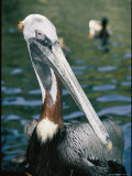 Buy A Brown Pelican Poses for the Camera at AllPosters.com