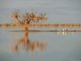 Pelicans Congregate Along a Thin Strip of Land