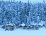 A Herd of Barren-Ground Caribou Runs Past a Snow-Covered Boreal Forest