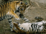 Two Tigers Play Together at the National Zoo