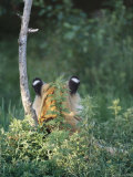 The Back of a Tigers Head, Showing the Markings on its Ears