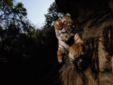 An Indian Tiger Charges the Camera