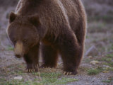 Grizzly Bear