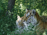 Two Tigers at Rest