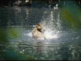 Buy A Duck Splashes the Water with its Rump Feathers at AllPosters.com