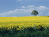 A Scenic View of Bright Yellow Rape Fields with a Single Green Tree at the Top of a Hill Photographic Print
