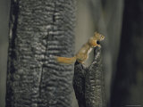 An American Red Squirrel Perches on a Charred Tree Limb During the Yellowstone Fire of 1988