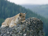 A Captive Female Lynx and Her Tiny Cub Survey the Surrounding Countryside