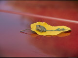 Buy A Frog Rests on a Yellow Leaf That Sits on a Red Car at AllPosters.com