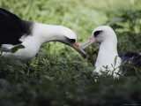 A Mating Pair of Albatrosses