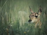 Buy The Head of a Pronghorn Fawn at AllPosters.com
