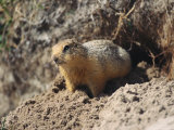 An Arctic Ground Squirrel