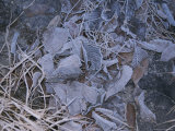 Buy Frost-Covered Leaves Litter the Ground at AllPosters.com