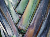 Buy A Close-up of a Palm Frond at AllPosters.com