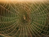 An Insect Caught in a Spiderweb