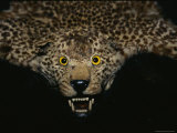 The Head of a Leopard Skin Rug