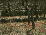 Mulberry Terraces Near the Beirut-Sidon Road