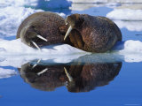 Two Large Atlantic Walrus Bulls Rest Peacefully Together