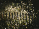 Buy A Sunlit Patch of Overgrown Grass Overwhelms a Wooden Fence at AllPosters.com
