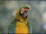 Buy A Portrait of a Blue-And-Yellow Macaw Looking Puzzled at AllPosters.com