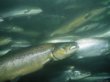 Buy A School of Salmon Swim Past the Camera at AllPosters.com