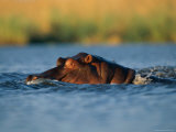 Hippopotamus Swimming