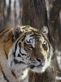 Portrait of an Adult Male Siberian Tiger