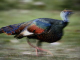 Ocellated Turkey