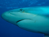 A Close View of the Head of a Silvertip Reef Shark