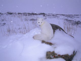 Arctic Fox