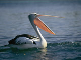 Buy Pelican with its Mouth Open at AllPosters.com