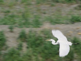 Great Egret Flying over the Klamath Basin Refuge Complex