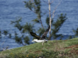 A Laysan Albatross