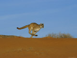 A Mountain Lion Runs Across an Arid Landscape