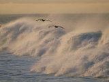 A Pair of Brown Pelicans Glides Above the Surf on Offshore Winds