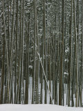 Buy Lodgepole Pine in the Snow at AllPosters.com