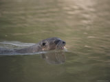 Giant Otter (Pteronura Brasiliensis) Swimming in River
