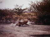 A Lioness Chasing a Warthog