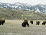 Buy American Bison Graze on a Football Field Near the Mountains at AllPosters.com