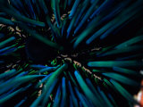 A Close View of the Spines of a Blue-Colored Sea Urchin
