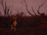 A Kangaroo Stands in the Brush of the Outback