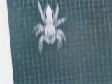 A Jumping Spider is a Blur of Motion on a Screen Door