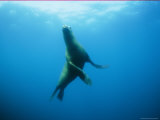Buy Swimming Seal at AllPosters.com