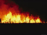Buy Fiery Lava from a Kilauea is Thrown in the Air in a Wave, Silhouetting Charred Trees at AllPosters.com