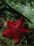 Buy A Bat Star (Patiria Miniata) Edges Across Sea Lettuce (Ulva Lactuca) at AllPosters.com