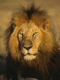 A Portrait of a Male African Lion Sitting in the Sun