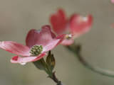Spring Flowers, Pink Dogwood, Mid-May, Massachusetts
